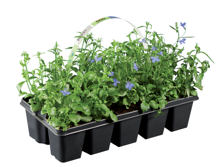 Tray of 6 blue lobelia plants with a paper handle with a barcode.