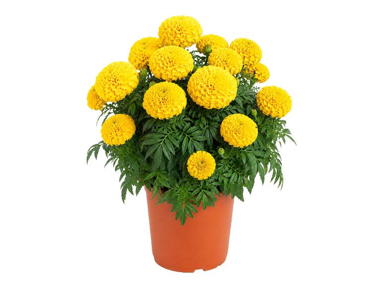 Yellow marigolds in a brown pot on a white background.