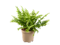 Green fern in a beige plastic pot on a black background.