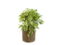 Variegated ficus in a brown textured pot, against a black background.