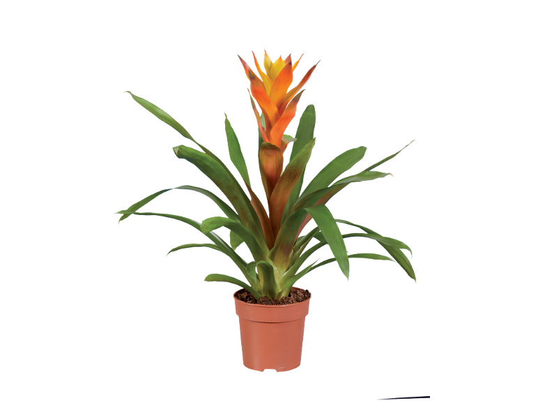 Potted bromeliad plant with green leaves and an orange and yellow flower.