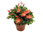 Christmas cactus plant in a brown pot with orange flowers and buds.