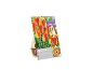 Pack of 'American Dream' tulip bulbs with red and orange color-changing flowers.