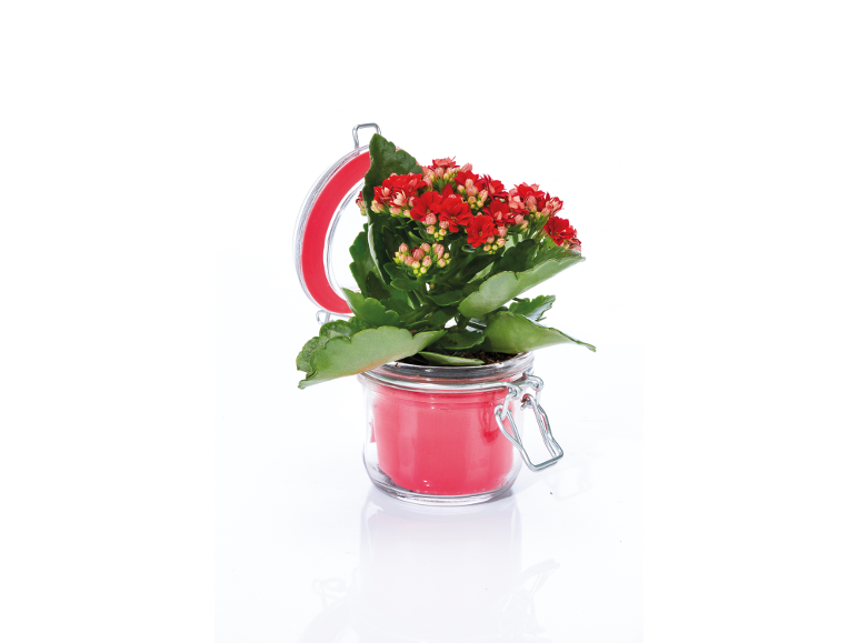 Red kalanchoe plant in a glass jar with a red lid.