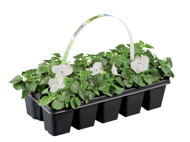 Plastic tray with white flowering plants and a barcode label.
