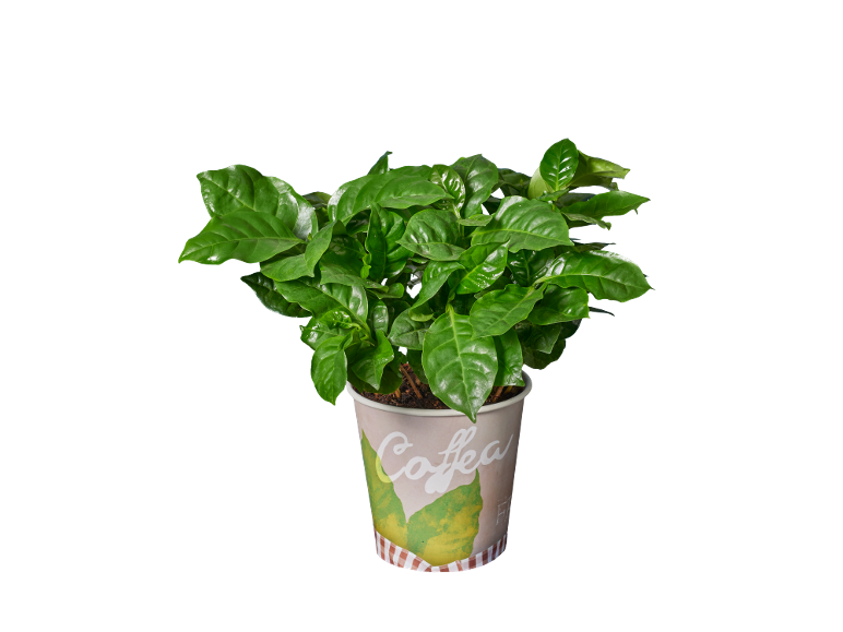 Coffee plant in a paper cup with the word 'Coffea'.