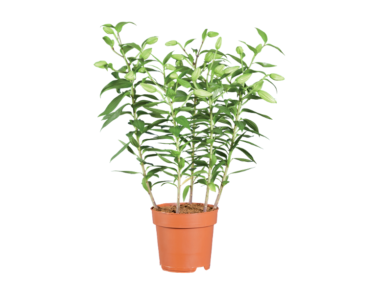 Potted lily plant with many green buds, against a black background.