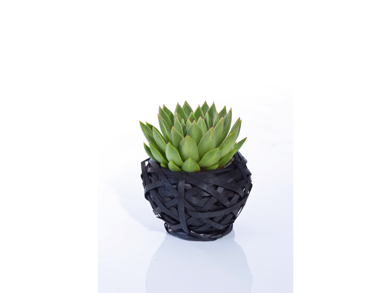 Green succulent plant in a black pot with a basket-weave design.