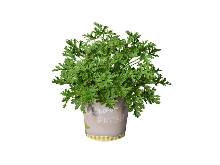 Citronella plant in a pot with 'Citronella FRESH' written on it.