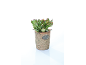 Succulent plant in a terracotta pot with a plaque that says 'PLANTS'.