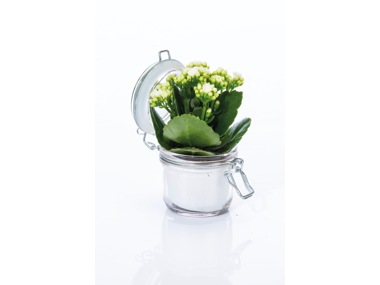 Kalanchoe plant with white flowers in a glass jar with an open lid.