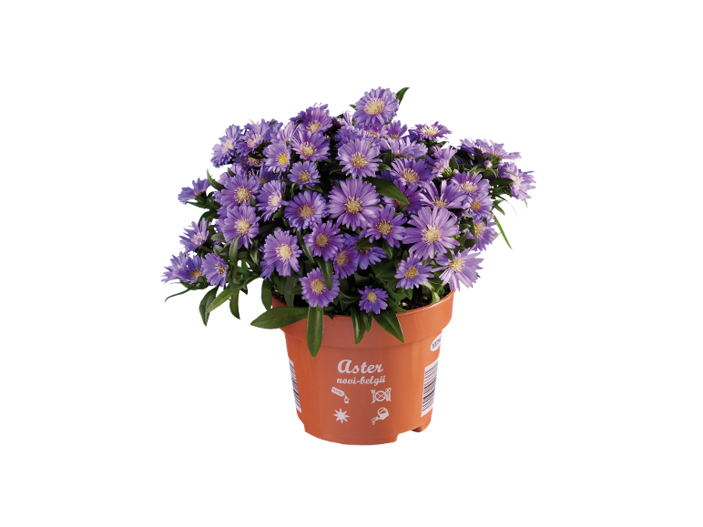 Purple aster plant in an orange plastic pot with text 'Aster novi-belgii'.
