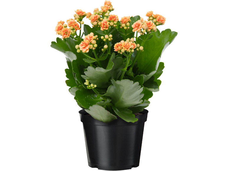 Flowering orange kalanchoe in a black pot.