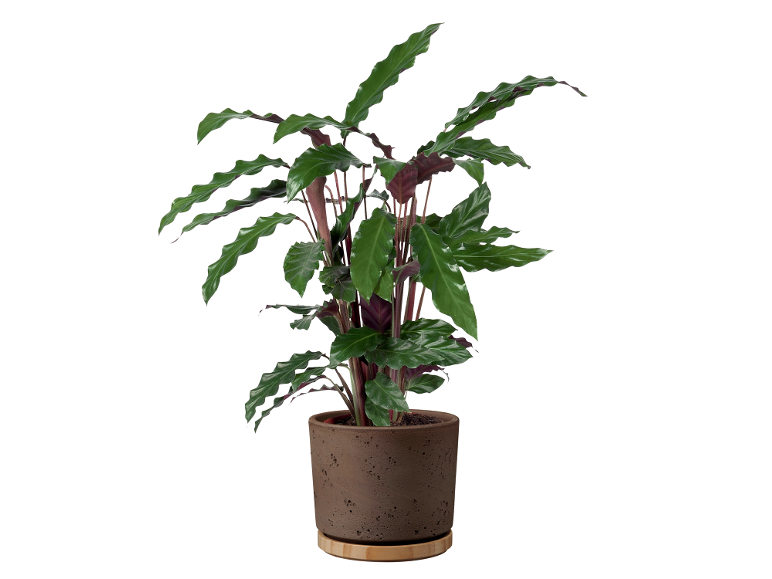 Indoor plant with wavy green leaves in a brown cement pot with a wooden base.