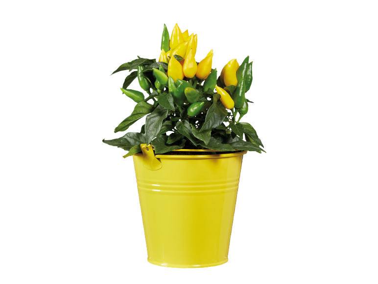 Plant of yellow and green peppers in a yellow bucket.