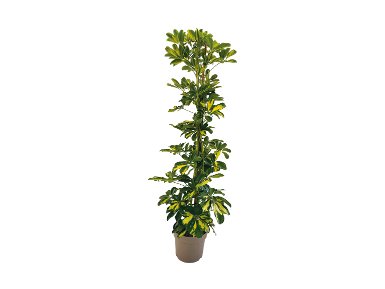 Tall houseplant with green and yellow leaves in a brown pot.