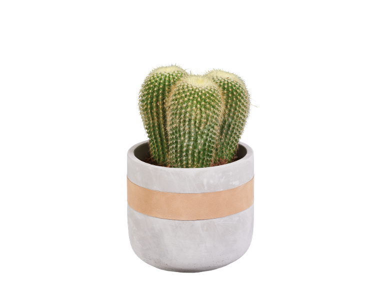 Cactus in cement pot with leather band