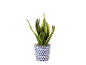 Green sansevieria plant in white pot with blue pattern.