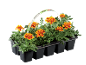 Tray of six marigold pots with orange and yellow flowers, featuring a watering label.