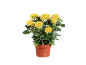 Potted rose plant with vibrant yellow roses and green leaves against a black background.