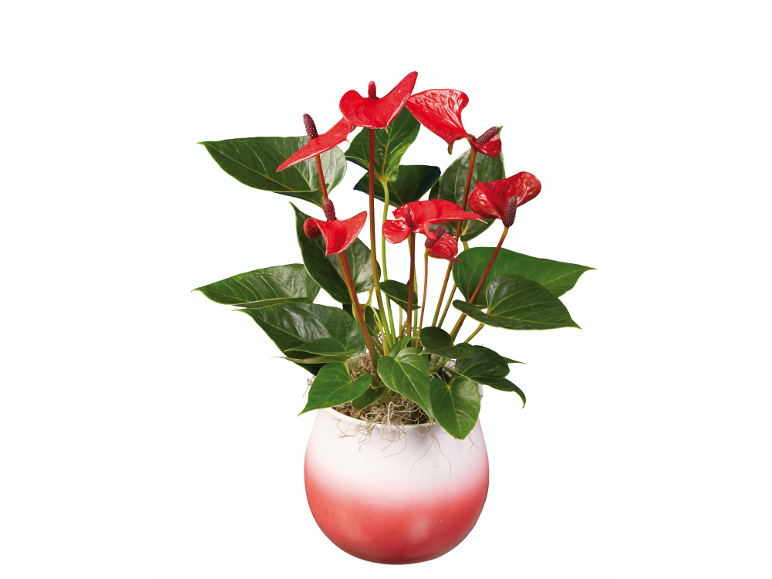 Red anthurium plant in a white and red gradient pot.
