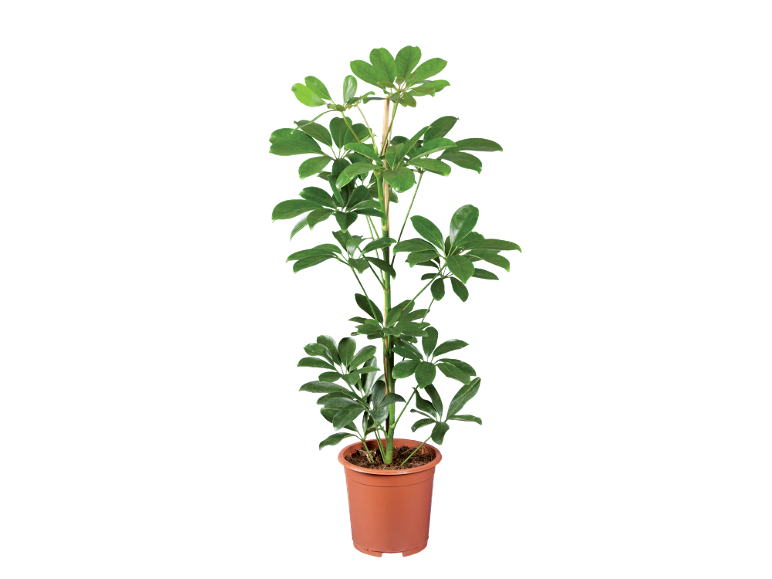 Indoor plant with green leaves in a brown plastic pot