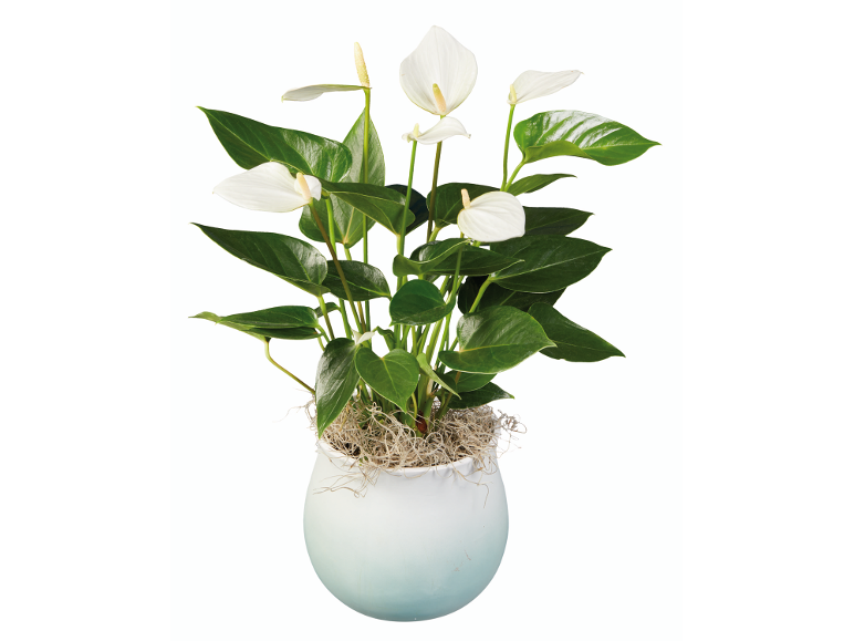 White anthurium plant in white pot with moss.