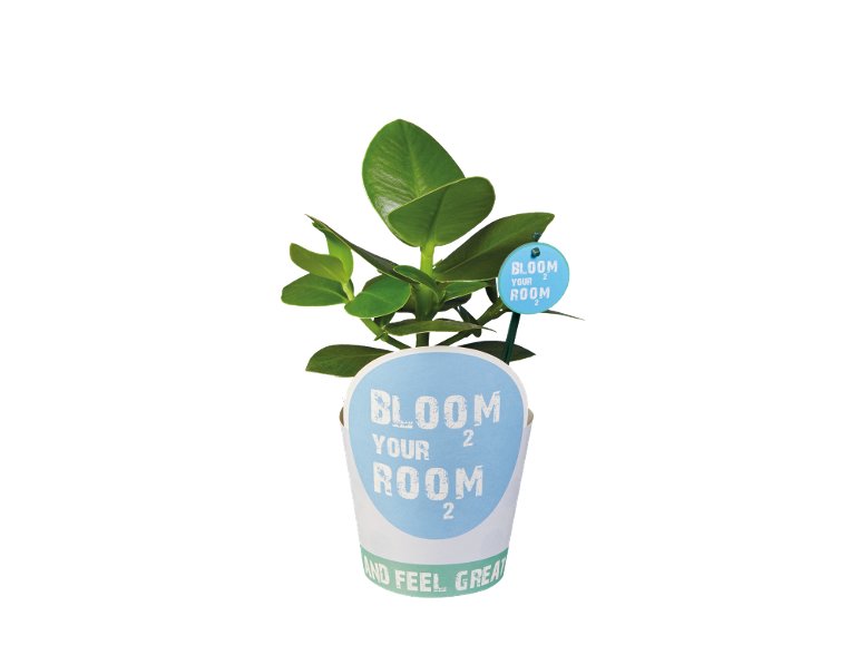 Potted plant with a 'BLOOM YOUR ROOM' label and a matching sign.