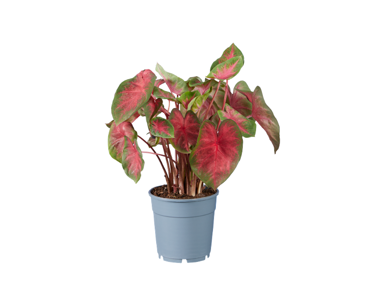 Caladium plant with red and green leaves in a grey pot