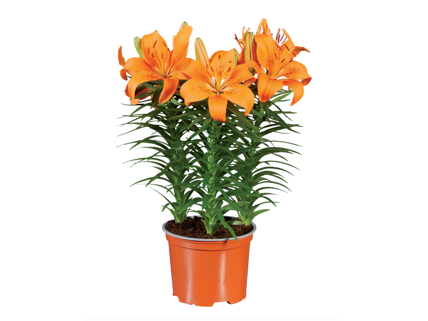 Lilium | Lidl