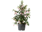 Potted fuchsia plant with pink and white flowers.