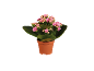 Potted plant with pink flowers and green leaves