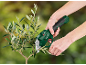 Pruning an olive tree with cordless pruning shears.