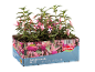 Hybrid fuchsia plants in a cardboard box with text