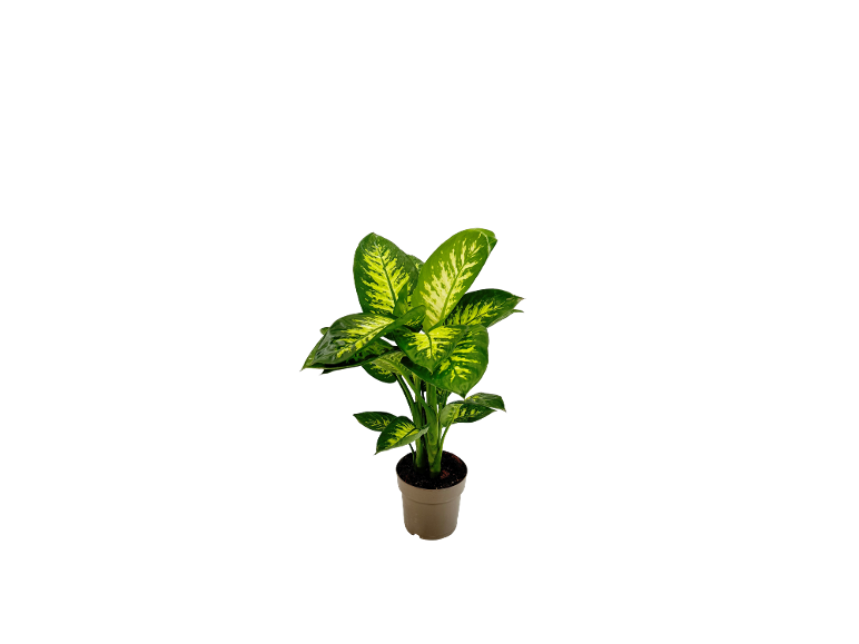 Indoor plant with green and yellow leaves in a grey pot.
