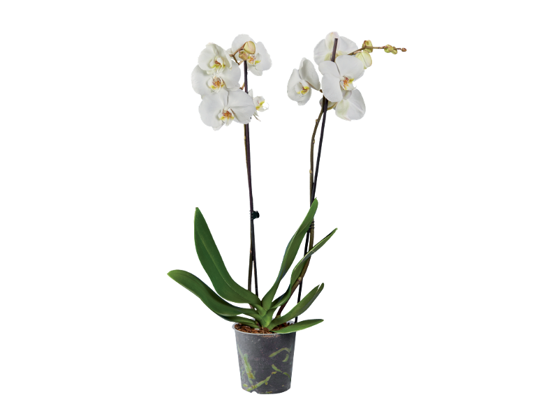 White orchid in a transparent pot with green leaves and dark stems.
