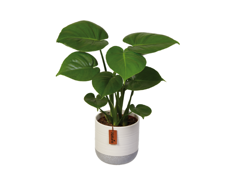 Potted green plant with large leaves in a white and grey textured pot with a 'Nature' tag.