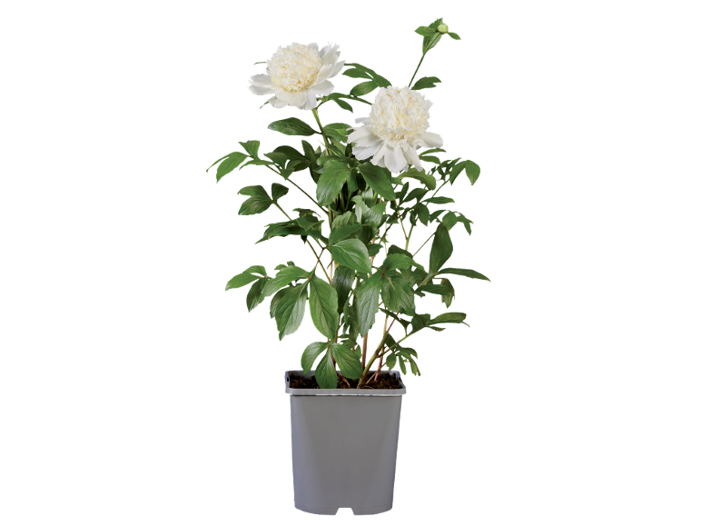 White peony in a grey pot on a black background.
