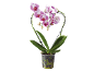 Pink orchid in a transparent pot with a heart-shaped support on a black background.