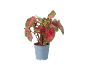 Caladium plant with red and green leaves in a grey pot