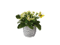 Potted plant with white flowers and a yellow decorative butterfly.