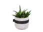 Potted plant in a white pot with a black band.