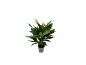 Peace lily plant with white flowers in a grey pot