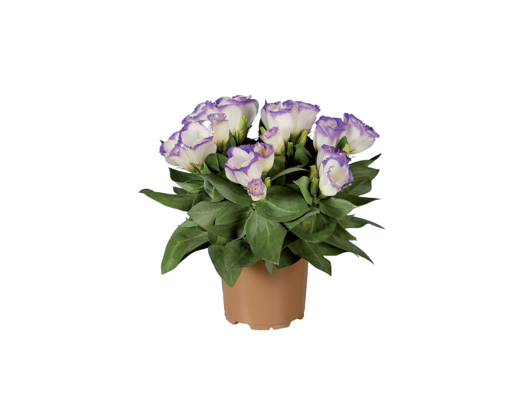 Potted plant with white flowers and purple edges