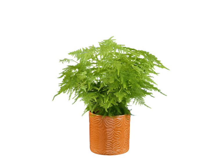Green asparagus fern plant in an orange ceramic pot with an embossed pattern.