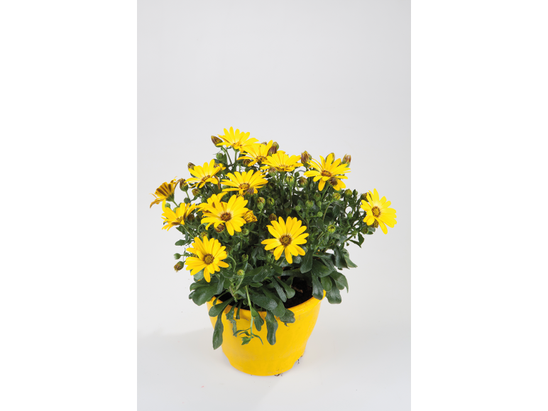 Yellow daisies in a yellow pot.