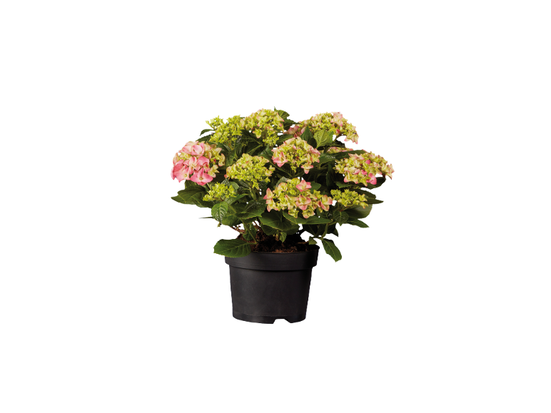 Potted hydrangea with pink and green flowers