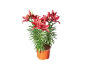 Vibrant red lilies in an orange pot against a black background.