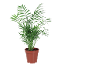 Parlor palm in brown pot