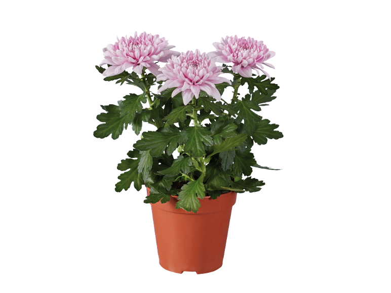 Pink chrysanthemums in a terracotta pot on a black background.